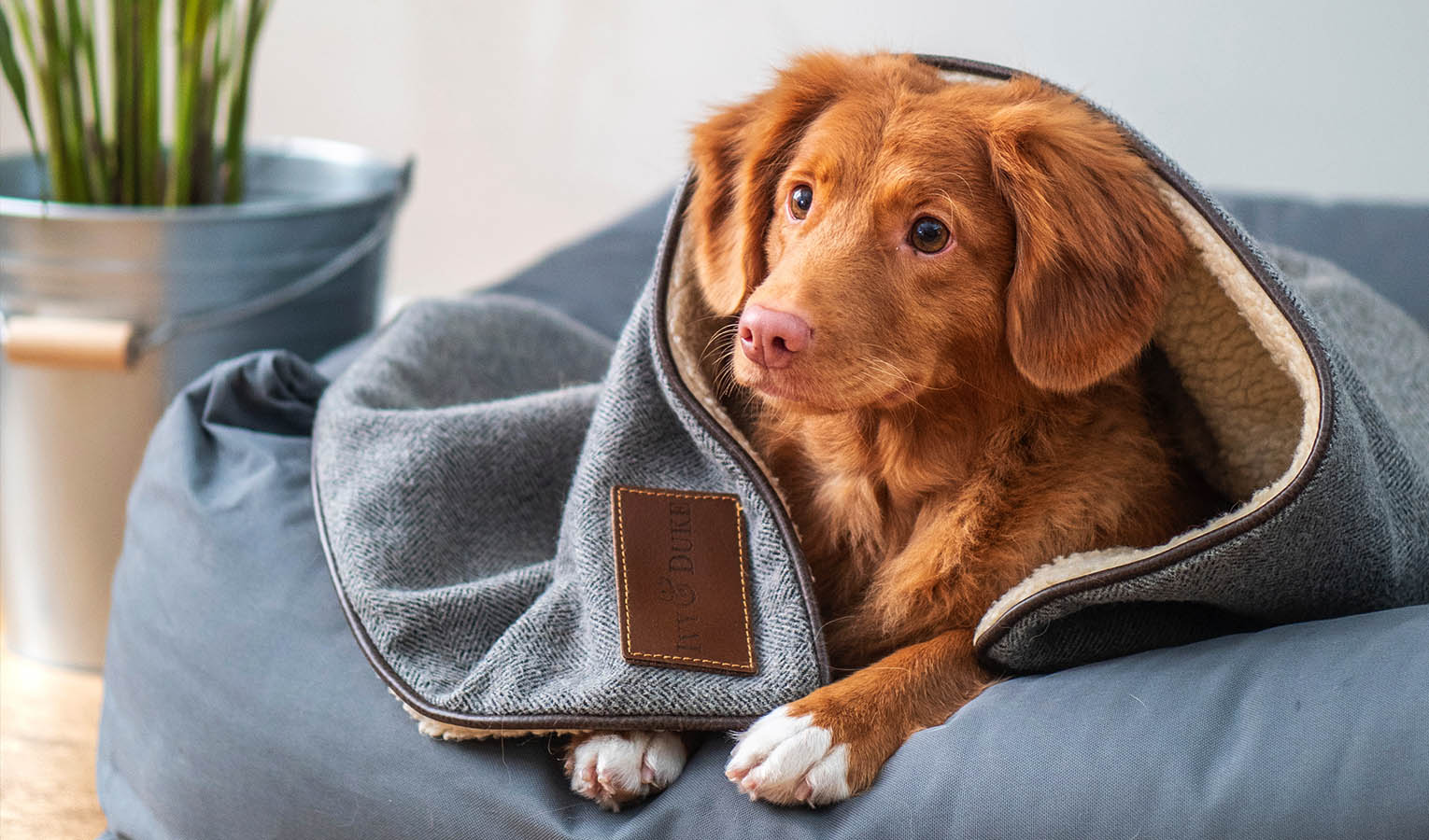 Geschenke für Hundebesitzer – Hundebetten und Hundekissen