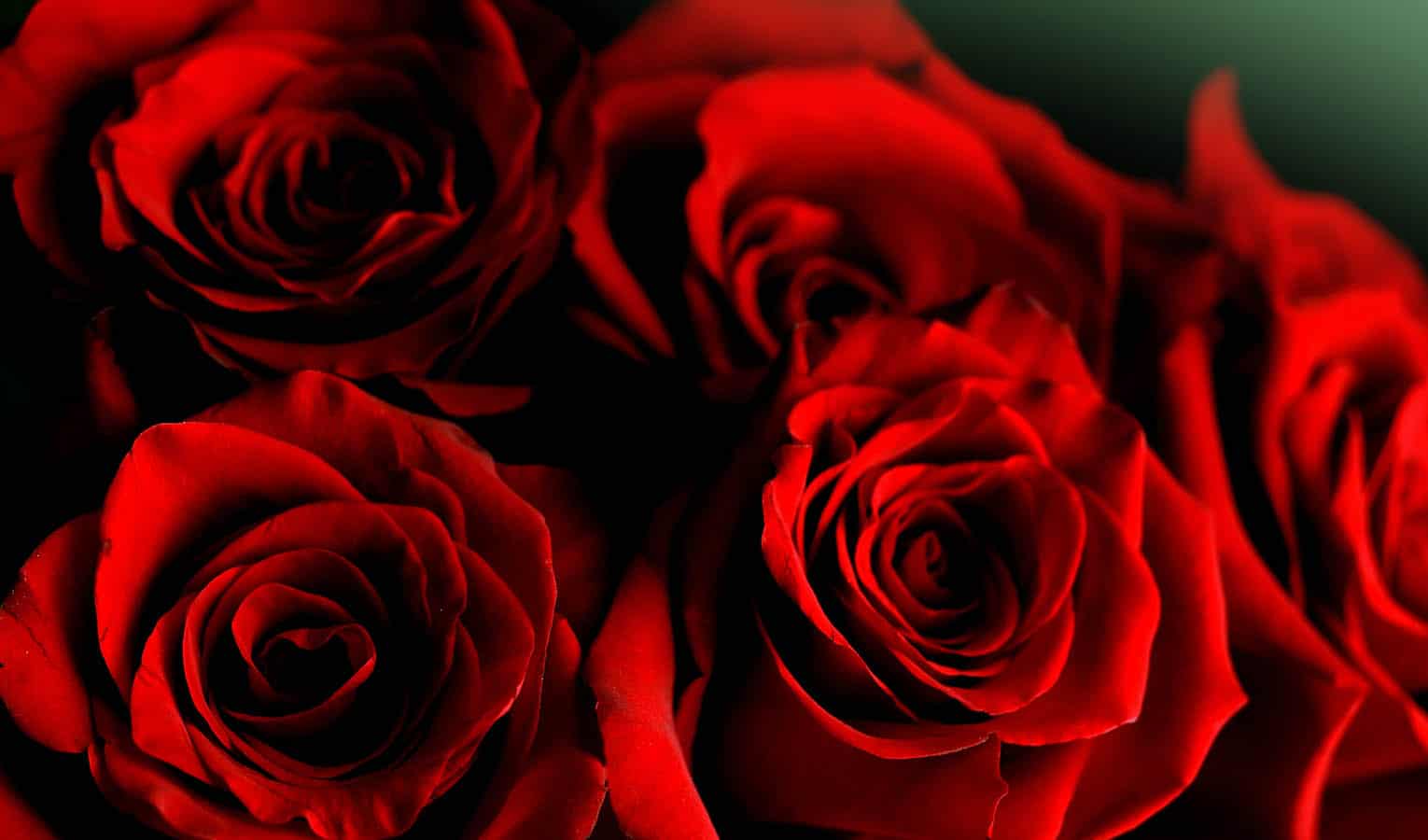 stabile Flowerbox schwarz 10 Jahre haltbar dekorative Blumenbox 1 Rose Relaxdays Rosenbox rund rot Geschenkidee